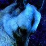 psydelic.little.rabbit