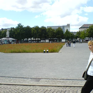 Mohnfeld am Friedrichsplatz zur documenta