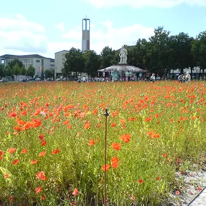 Mohnfeld am Friedrichsplatz zur documenta