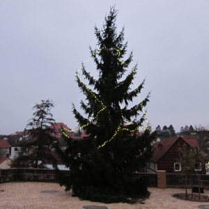 Weihnachtsbaum in Niederzwehren